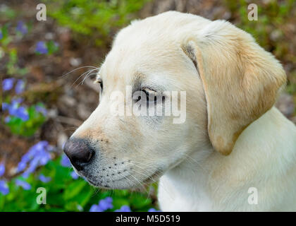 Gelben Labrador Retriever Welpen im Garten. Stockfoto