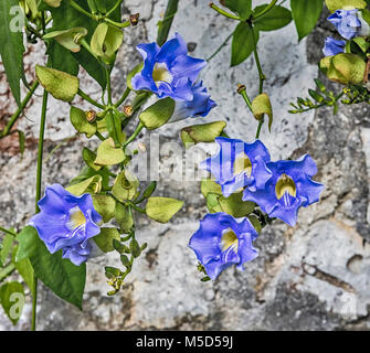 Blue Sky Weinstock oder Thunbergia grandiflora ist eine kletternde, verdrehen Weinstock mit wunderschönen blau-violetten Blüten. Stockfoto