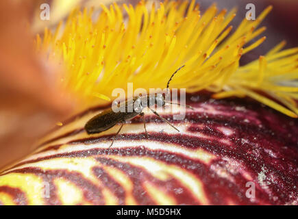Käfer, Farben, Blüten, Blumen, Makro, mit Farben, Shell, Textur gesättigt, ungewöhnliche Käfer Stockfoto