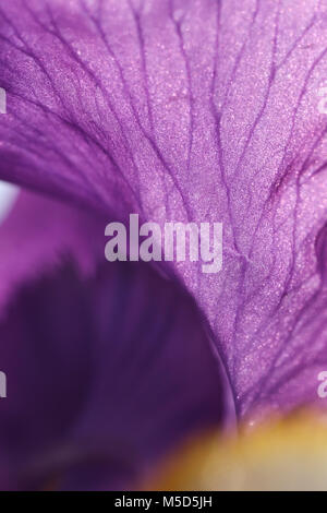 Farbe, Blumen, Natur, schön, Schönheit, Natur, Textur, Makro, Iris, Details, Blume, Blütenblatt, Streifen, Feder, Violett Stockfoto