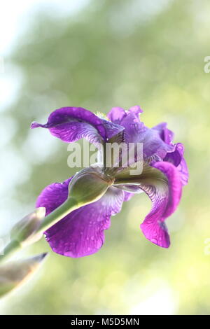 Nach dem Regen, schöne Blume, gute, Iris, Blütenblätter, Regen, der Frühling, die kriecht, Violett Stockfoto