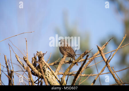 Eine Hecke sparrow oder Dunnock, Phasianus colchicus, in der Nähe von Gärten in Dorset England UK GB Stockfoto