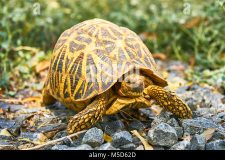 Indische Stern Schildkröte (Geochelone elegans), Yala National Park, in der südlichen Provinz, Sri Lanka Stockfoto