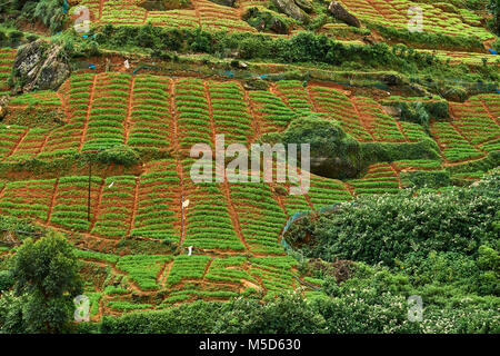 Terrassierten Feldern, Highland Gemüseanbau, Nuwara Eliya, zentrale Provinz, Sri Lanka Stockfoto