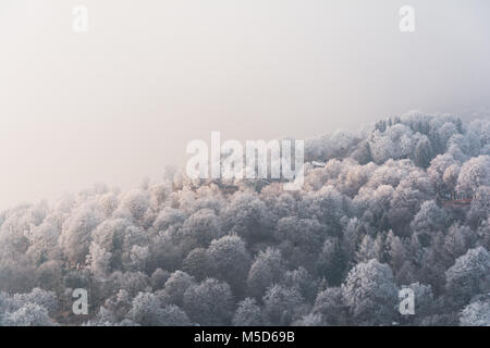 Winter Forest nach Schneefall Stockfoto