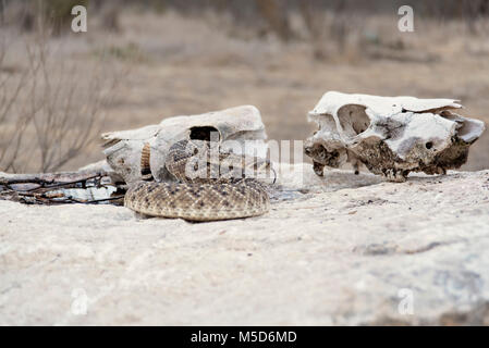 Klapperschlange auf Boulder vor der Kuh Schädel in Texas Stockfoto