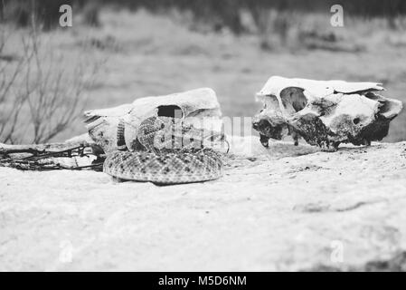 Klapperschlange auf Boulder vor der Kuh Schädel in Texas Stockfoto