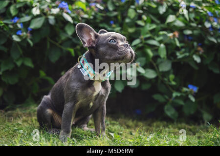 Französische Bulldogge (Canis Lupus Familiaris) vor den Büschen mit blauen Blüten, Welpen sitzen, Schweiz Stockfoto