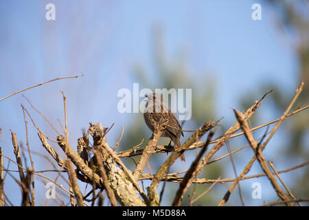 Eine Hecke sparrow, oder Dunnock, Phasianus colchicus, Singen in der Nähe von Gärten im Winter. Dorset England UK GB Stockfoto