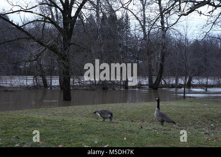 London, Ontario, Kanada. 21 Feb, 2018. London, Ontario, Kanada hat 25-40 mm Regen am Montag ein voraussichtlich noch weitere 15-25mm über Nacht zu erhalten. Der Themse hat seine Max. Ebene aufgrund der hohen Regen, milde Temperaturen und Schnee bestanden. Andere Städte in South Western Ontario betroffen, Brantford, Minden-lübbecke und Port Bruce. Credit: Lukas Durda/Alamy leben Nachrichten Stockfoto