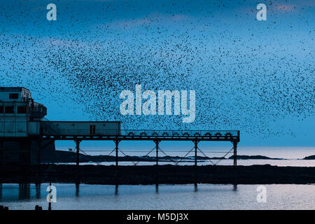 Aberystwyth Wales UK, Donnerstag, 22. Feb 2018 UK Wetter: Im Licht von einem kalten Februar Abend in Aberystwyth, Zehntausenden winziger Stare kommen swooping in von zur Nahrungsaufnahme in die Felder und Bauernhöfe, für die Nacht Roost, zusammen für Wärme und Sicherheit gepresst, auf die Träger und Balken unterhalb der viktorianischen Ära Meer Pier Credit: Keith Morris/Alamy leben Nachrichten Stockfoto