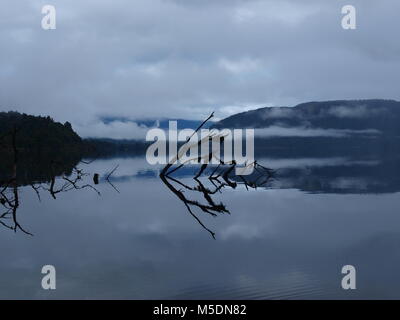 Zweigniederlassungen, die in einem stillen See Stockfoto