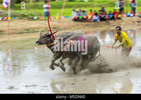 Chonburi, Thailand - 16. Juli 2017: Büffel Racing auf Reis Farm, die jährliche Veranstaltung in Chonburi, Thailand Stockfoto