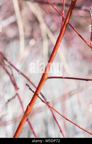 Salix alba var. 'Vitellina'. Golden Willow" Vitellina" stammt im Winter. England Stockfoto