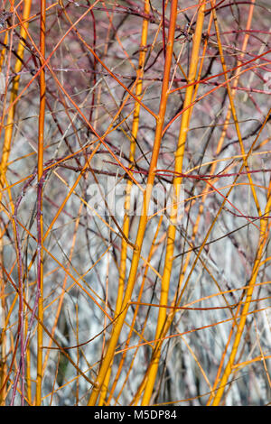 Salix alba var. 'Vitellina'. Golden Willow" Vitellina" stammt im Winter. England Stockfoto