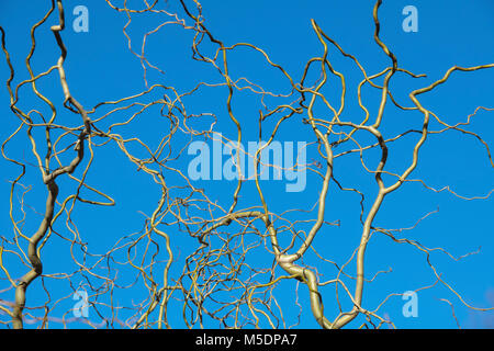Salix vanstones 'Gold'. Korkenzieher/verrenkten WIllow Stiele im Winter. England Stockfoto