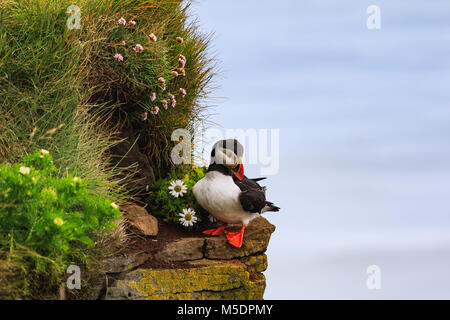 Papageitaucher mit Leucanthemum auf den Klippen in Island an einem sonnigen Tag Stockfoto