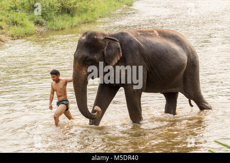 Chiang Mai, Thailand - April 4, 2017: Der Elefant Mahout, Elefanten im Fluss zu baden. Stockfoto