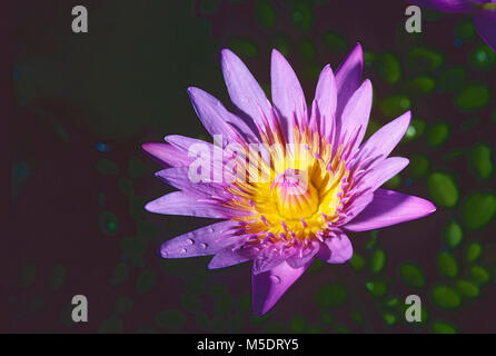 Stern - Lotus, Nymphaea nouchali, Nymphaceaceae, Seerose, Blüte, blühend, Blume, Pflanze, Botanischer Garten, Singapur Stockfoto