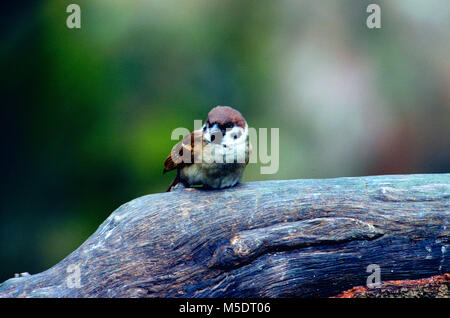 Eurasischen Tree Sparrow, Passer montanus, Gelbhalsmaus, Sperber, Vogel, Tier, Singapur Stockfoto