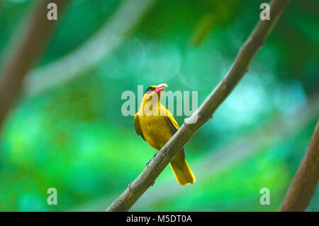 Black-naped Oriole, Oriolus chinensis, Oriolidae, Oriole, mit Futter, Vogel, Tier, Singapur Stockfoto