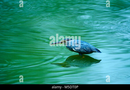 Green-backed, Heron, Butorides striatus, ardeidae Reiher, Vogel, Tier, Kuala Lumpur, Malaysia Stockfoto