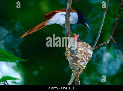 Asiatische Paradies - Fliegenfänger, Paradisi, Tersiphone Monarchidae, weiblich, eingebettet, Nest, Vogel, Tier, Sri Lanka Stockfoto