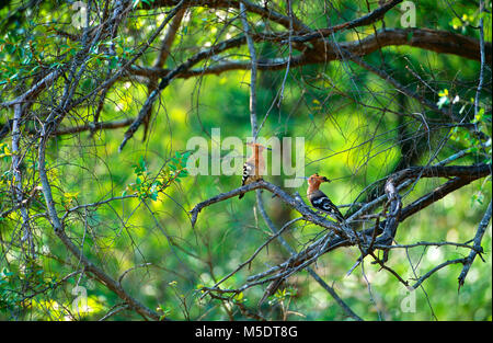 Eurasischen Wiedehopf, Upupa epops, Upupidae, Wiedehopf, Vogel, Tier, Sri Lanka Stockfoto