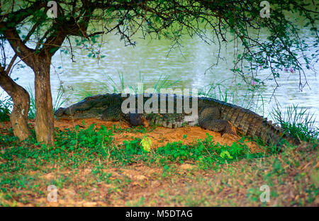 Marsh Krokodil, Crocodylus palustris, Crocodylidae, Krokodil, Reptilien, Tier, Yala National Park, Sri Lanka Stockfoto