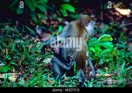 Krabbe - Essen Makaken, Macaca fascicularis. Fußball oder Handball, ape, weiblich, Baby, Säugetier, Tier, Singapur Stockfoto