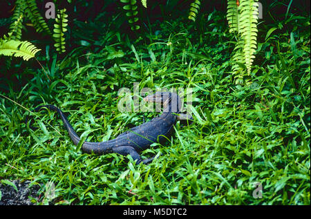 Gemeinsame Wasser überwachen, Varanus Salvator, Varanidae, Monitor, Reptilien, Tier, Singapur Stockfoto