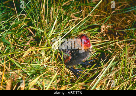 Eurasischen Blässhuhn, Fulica atra, der Indopazifischen Erdtauben, Schiene, downy Junge, Vogel, Tier, Greifensee, Kanton Zürich, Schweiz Stockfoto