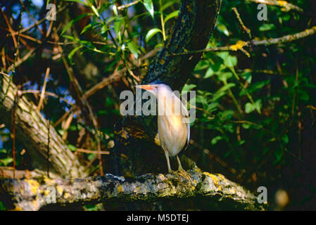 Wenig Rohrdommel, Ixobrychus minutus, Ardeidae, Rohrdommel, Reiher, Vogel, Tier, Staudamm von Klingnau, Kanton Aargau, Schweiz Stockfoto