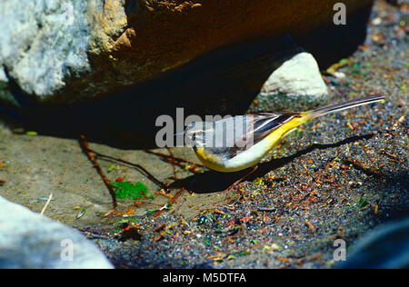 Gebirgsstelze, Motacilla cinerea, Motacillidae, männlich, Bachstelze, vogel, Tier, im Tessin, Kanton Tessin, Schweiz Stockfoto