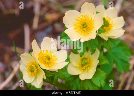 Amerikanische Globeflower, Trollius Taxus, Ranunculaceae, Globeflower, Blume, Wild Flower, Blütenstand, Blüten, Detail, Pflanze, Waterton Lakes National Stockfoto