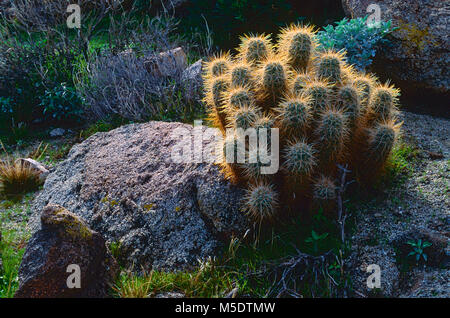 Hedgehog Cactus, Echinocereus engelmannii, Kakteen, Kaktus, Pflanze, wilde Pflanze, Anza-Borrego Desert State Park, Kalifornien, USA Stockfoto