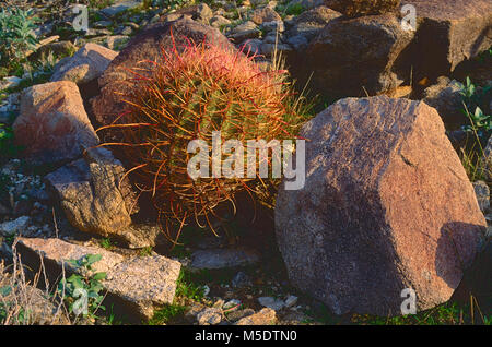 Barrel Kaktus, Ferocactus cylindraceus, Cactacea, Kaktus, Pflanze, wilde Pflanze, Anza-Borrego Desert State Park, Kalifornien, USA Stockfoto