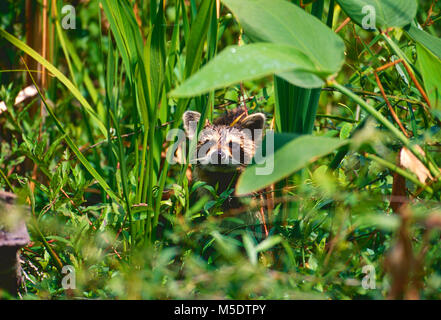 Common Raccoon, Procyon lotor, Procyonidae, Cub, Säugetier, Tier, Sumpf, Everglades National Park, Florida, USA Stockfoto