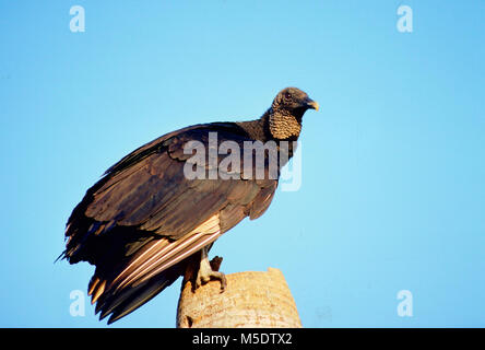 Schwarze Geier, Coragyps atratus, Cathartidae, Geier, Raubvogel, Vogel, Tier, Everglades National Park, Florida, USA Stockfoto