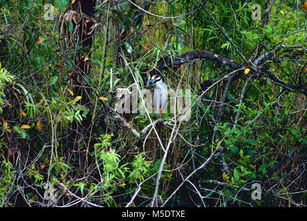Gelb - gekrönte Night-Heron, Nyctanassa violaceae, Ardeidae, Reiher, Vogel, Tier, Sumpfgebiet, Everglades National Park, Florida, USA Stockfoto