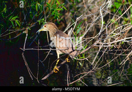 Schwarz-gekrönt, Nycticorax nycticorax Night-Heron, Ardeidae, Juvenile, Reiher, Vogel, Tier, Everglades National Park, Florida, USA Stockfoto