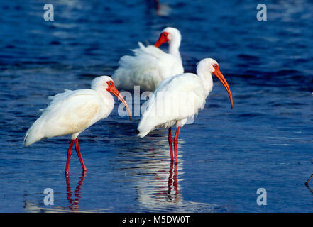 White Ibis, Eudocimus Albus, Threskiornithidae, Ibis, Vogel, Tier, Florida Keys, Florida, USA Stockfoto