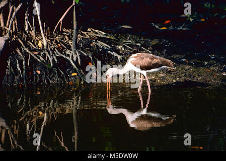 White Ibis, Eudocimus Albus, Threskiornithidae, Ibis, Juvenile, Fütterung, Vogel, Tier, Florida Keys, Florida, USA Stockfoto