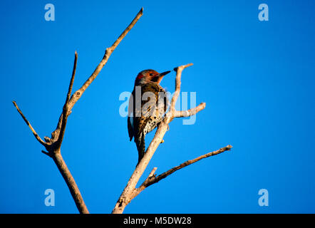 Northern Flicker, Colaptes auratus, Picidae, Flimmern, männlich, Specht, Vogel, Tier, Ding Darling Wildlife Refuge, Florida, USA Stockfoto