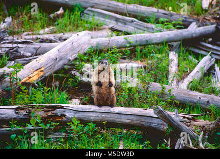 Yellow-bellied Murmeltier, Marmota flaviventris, Sciuridae, Murmeltiere, Säugetier, Tier, Jasper National Park, Alberta, Kanada Stockfoto