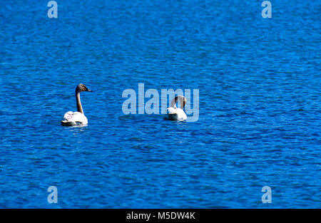 Tundra Swan Cygnus columbianus, Entenvögel, Schwan, Jugendkriminalität, Vogel, Tier, Waterton Lakes National Park, Alberta, Kanada Stockfoto