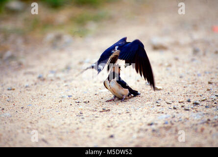 Rauchschwalbe, Hirundo rustica, Hirundinidae, Schwalbe, fledling Jugendlicher, Erwachsener, Fütterung im Flug, Vogel, Tier, Holsteinische Schweiz, Deutschland Stockfoto