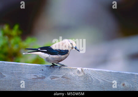 Clark's Nussknacker, nucifraga Columbiana, Corvidae, Nussknacker, gefährdete Arten, Vogel, Tier, British Columbia, Kanada Stockfoto