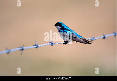 Baum Schwalbe, Tachycineta bicolor, Hirundinidae, Schwalbe, Vogel, Tier, Waterton Lakes National Park, Alberta, Kanada Stockfoto