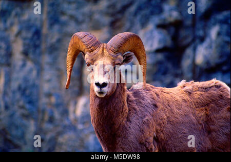 Bighorn Schaf, Ovis canadensis, Hornträger, Ram, Schafe, Säugetier, Tier, Kananaskis Country, Alberta, Kanada Stockfoto